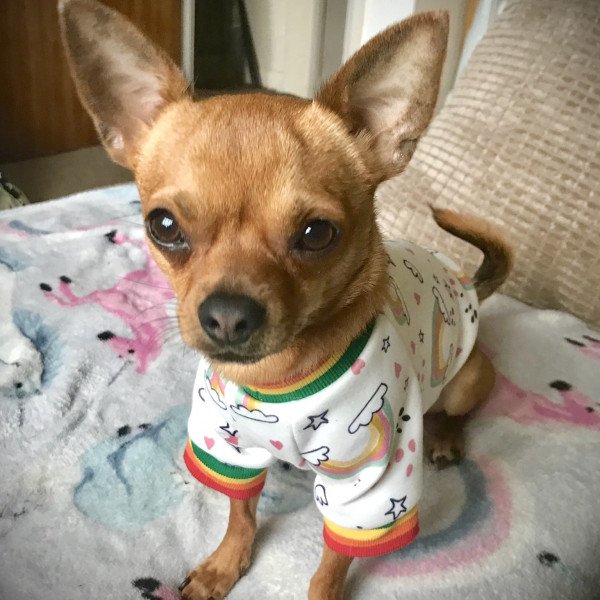 Cute Chihuahua dog