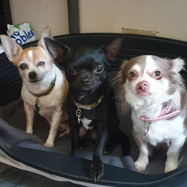 Adorable Chihuahua dog