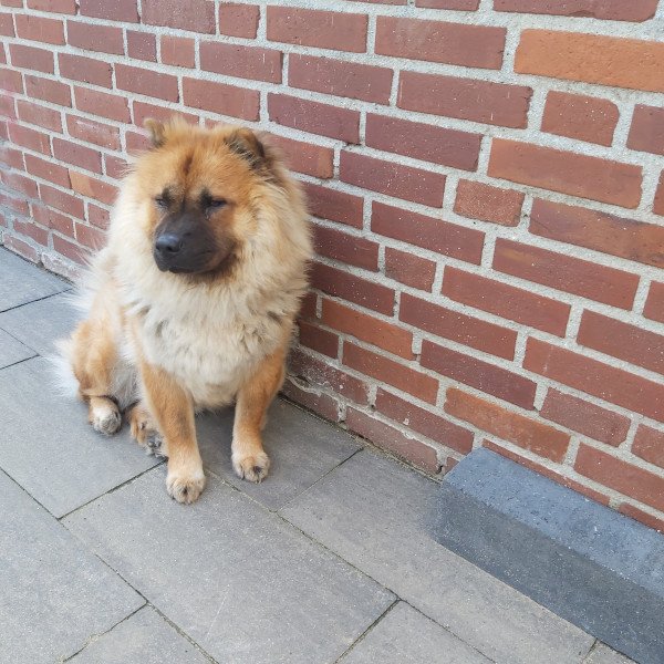 Adorable Chow Chow dog