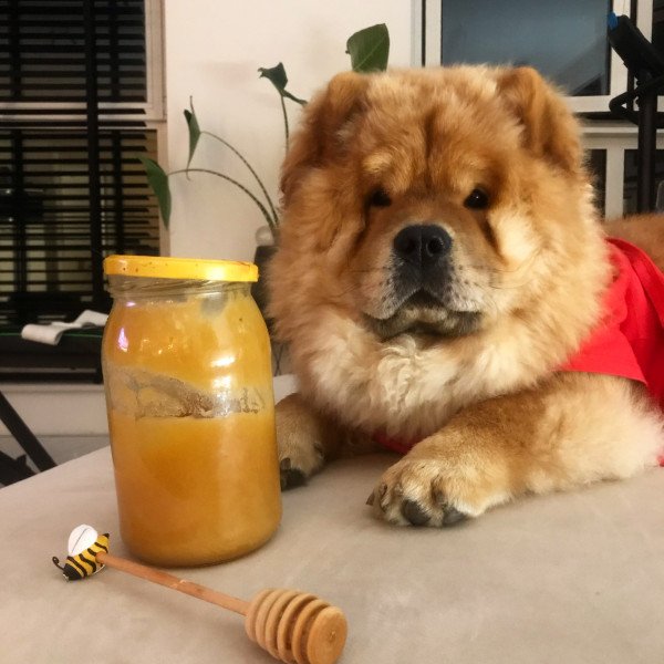 Famous Chow Chow dog