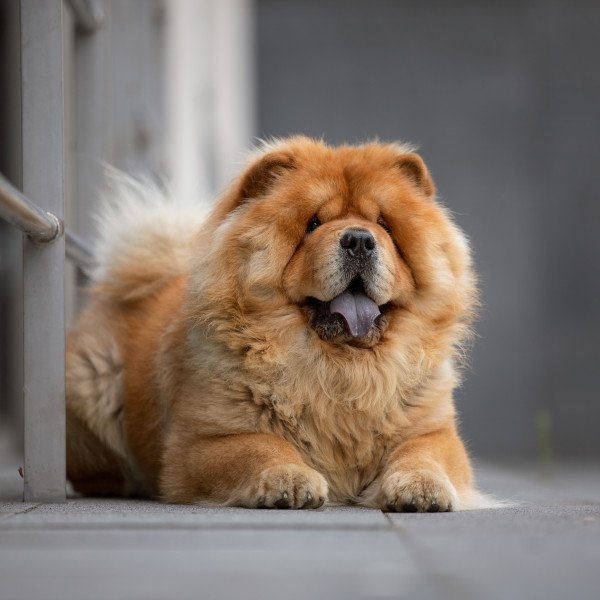 Popular Chow Chow dog