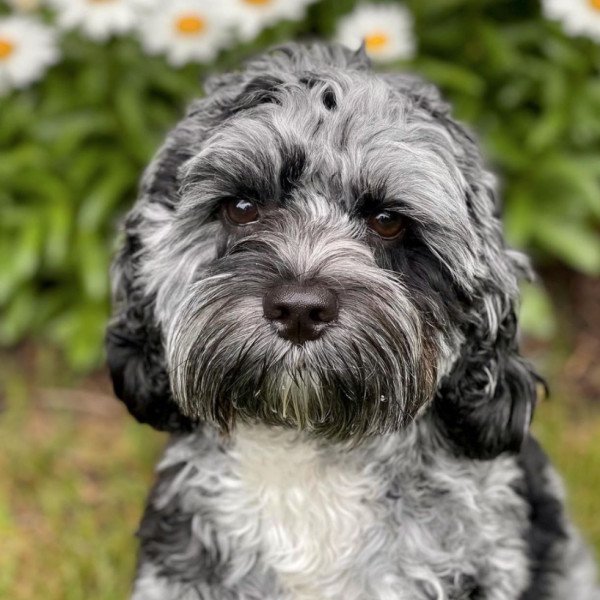 Cute Cocker Spaniel American dog