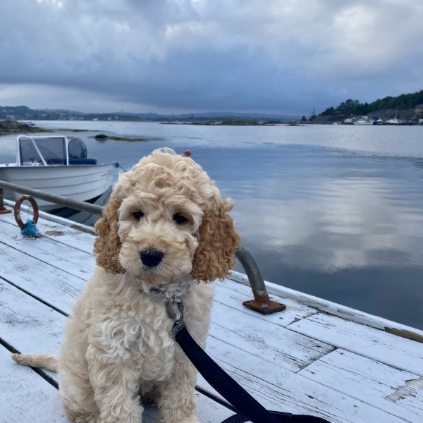 Adorable Cocker Spaniel American dog