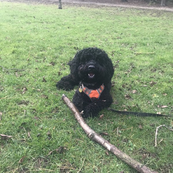 Popular Cocker Spaniel American dog