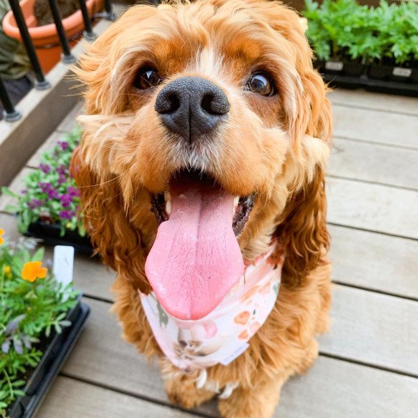 Badass Cocker Spaniel American dog