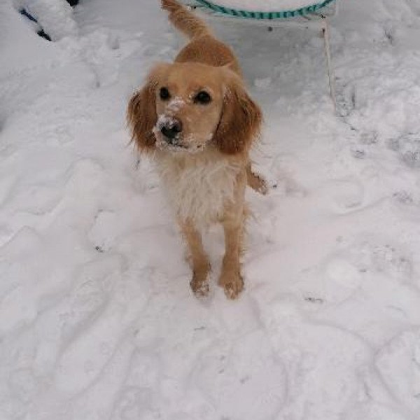 Popular Cocker Spaniel dog