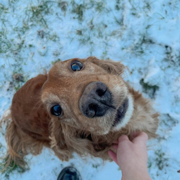 Elegant Cocker Spaniel dog