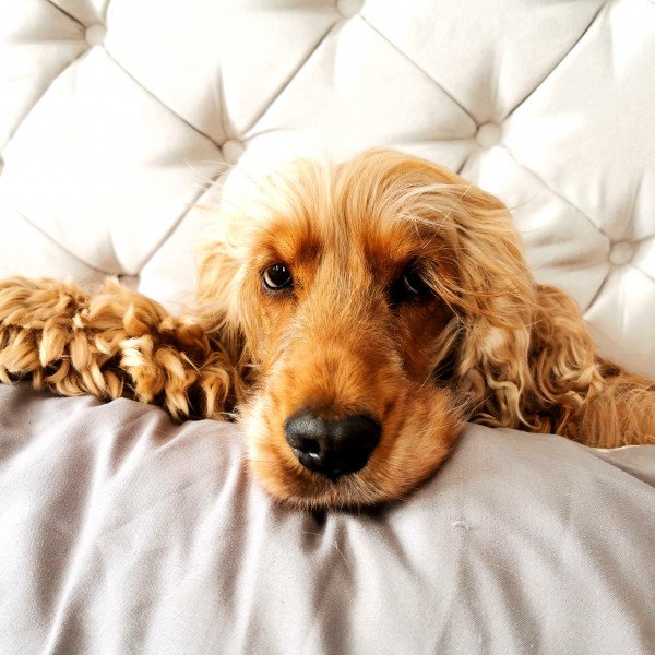 Inspiring Cocker Spaniel dog
