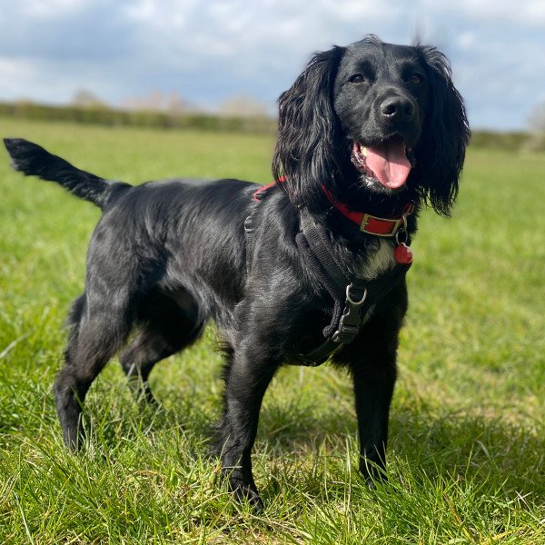 Badass Cocker Spaniel dog
