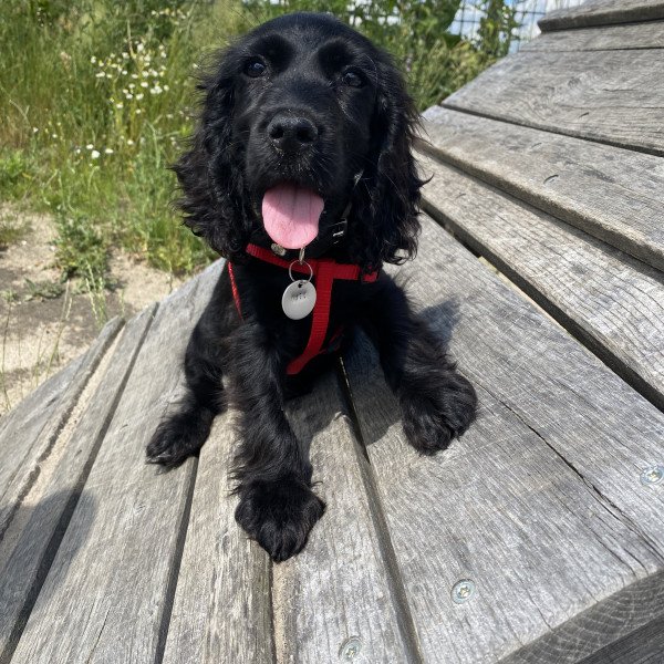 Adorable Cocker Spaniel dog