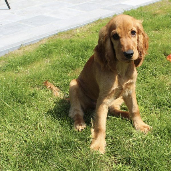 Famous Cocker Spaniel dog