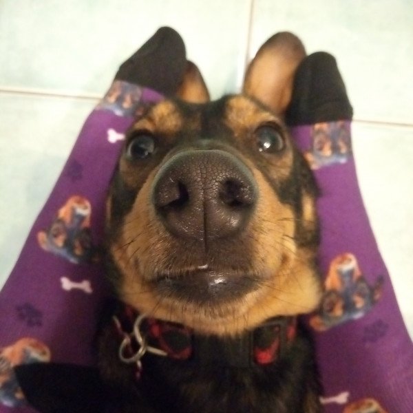 Inspiring Dachshund dog