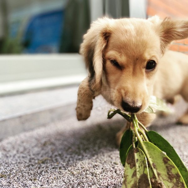 Popular Dachshund dog