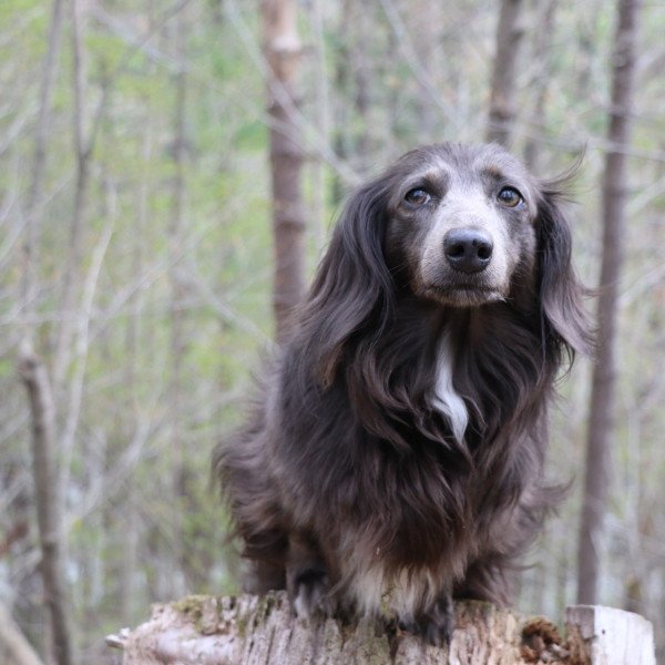 Badass Dachshund dog