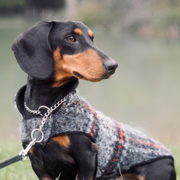 Cute Dachshund dog