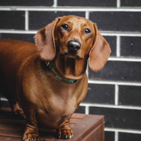 Adorable Dachshund dog
