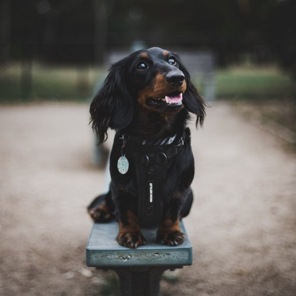 Famous Dachshund dog