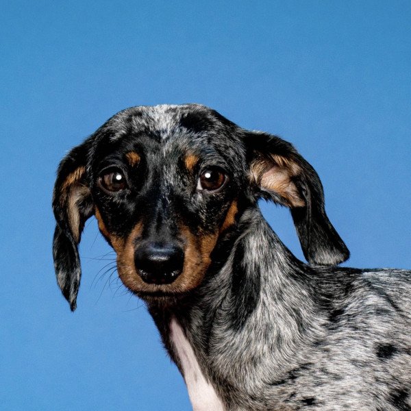 Unique Dachshund dog