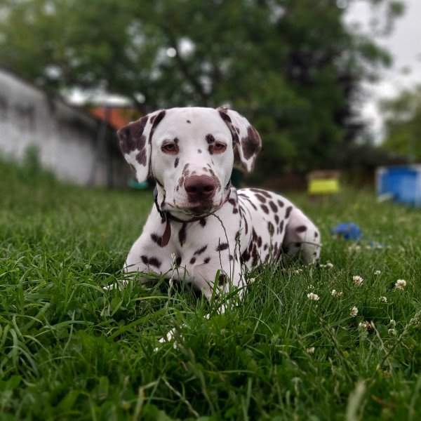 Badass Dalmatian dog
