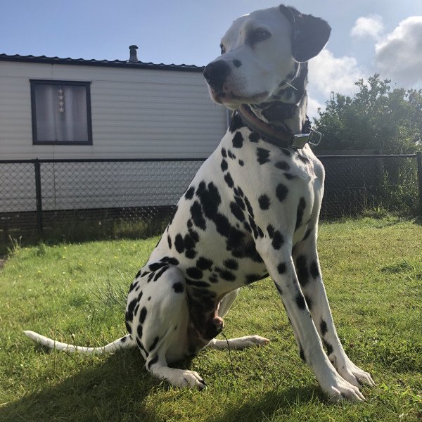 Adorable Dalmatian dog