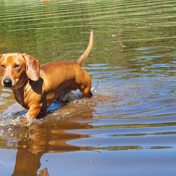 Adorable Dashond Short Hair dog