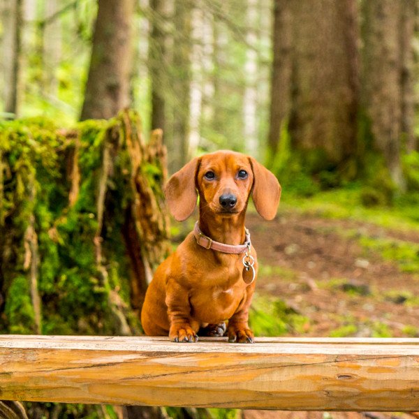 Famous Dashond Short Hair dog