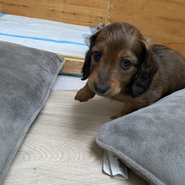 Badass Dashond Short Hair dog