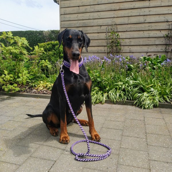 Adorable Doberman Pinscher dog