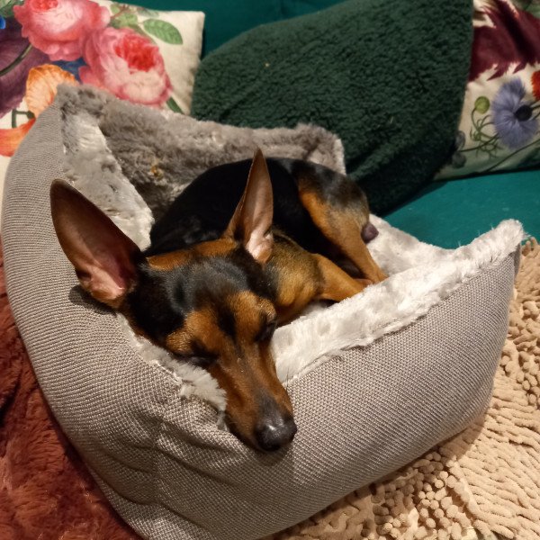 Badass Doberman Pinscher dog