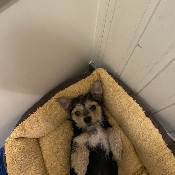 Cute Doberman Pinscher dog