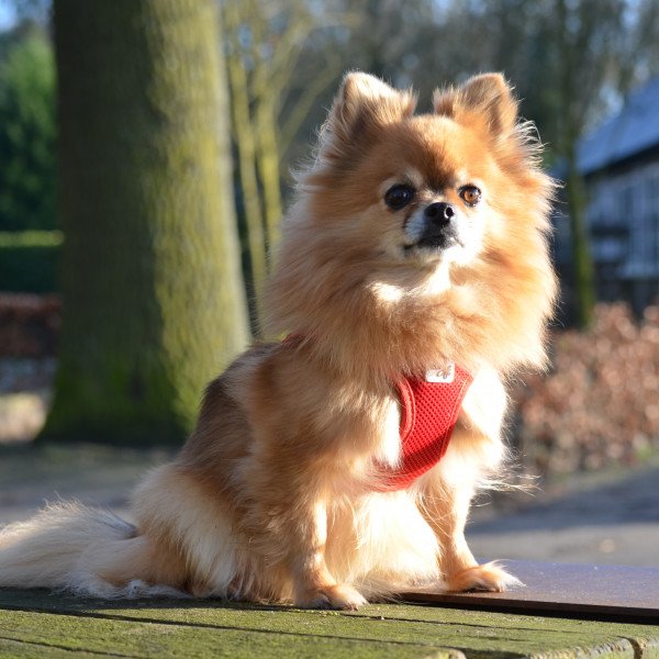 Badass Dwergkeeshond dog