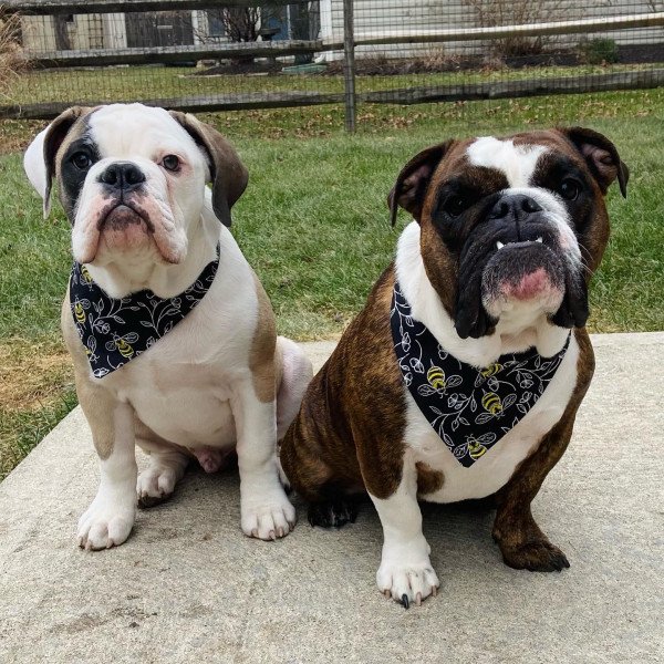 Cute English Bulldog dog