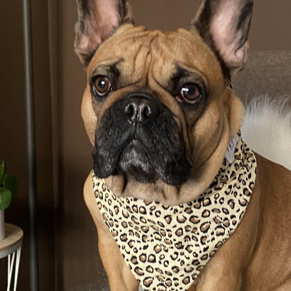 Badass French Bulldog dog