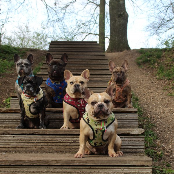 Cute French Bulldog dog