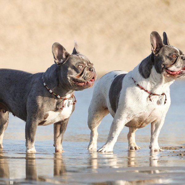 Famous French Bulldog dog