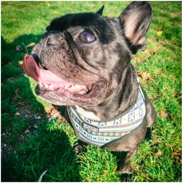 Popular French Bulldog dog