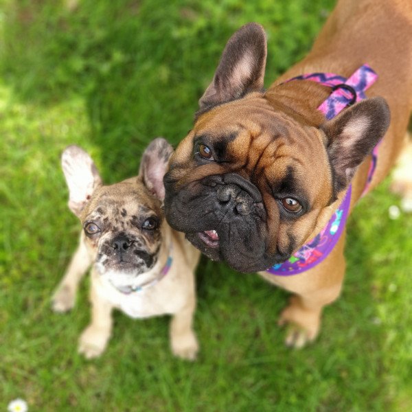 Elegant French Bulldog dog