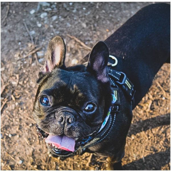 Cool French Bulldog dog