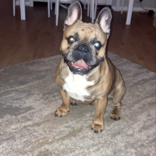Unique French Bulldog dog