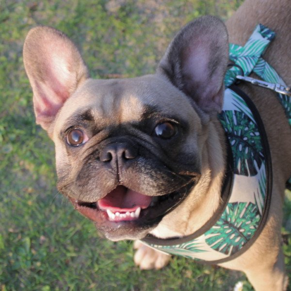 Inspiring French Bulldog dog