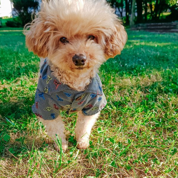 Badass French Poodle dog