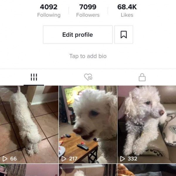 Cute French Poodle dog