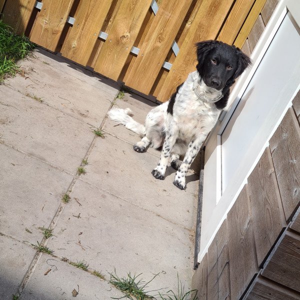 Badass Friese Stabij dog