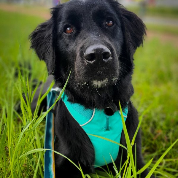 Cute Friese Stabij dog