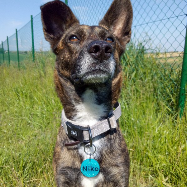 Funny German Shepherd dog