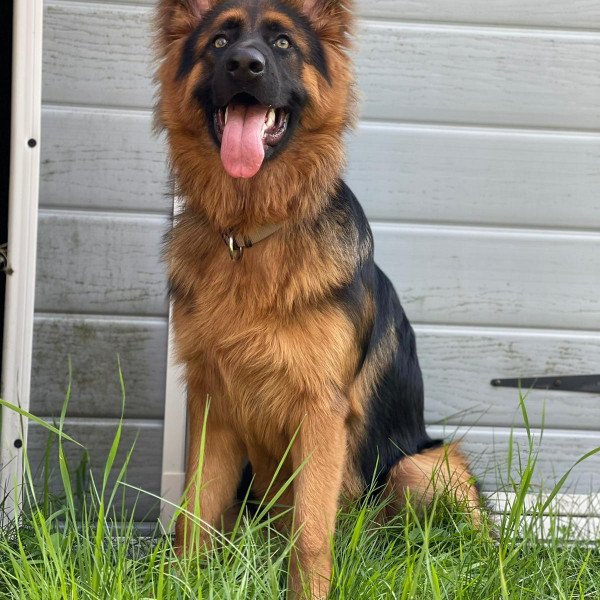 Unique German Shepherd dog