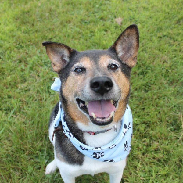 Inspiring German Shepherd dog