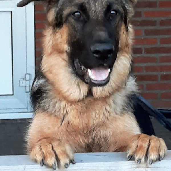 Cute German Shepherd dog