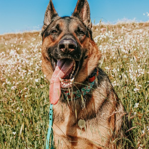 Adorable German Shepherd dog
