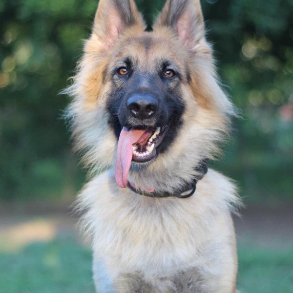 Famous German Shepherd dog